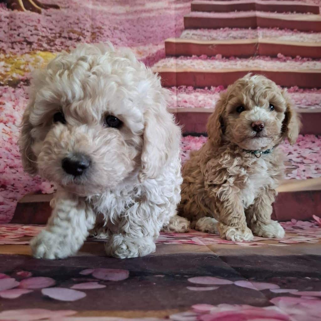 trimsalonbehandeling