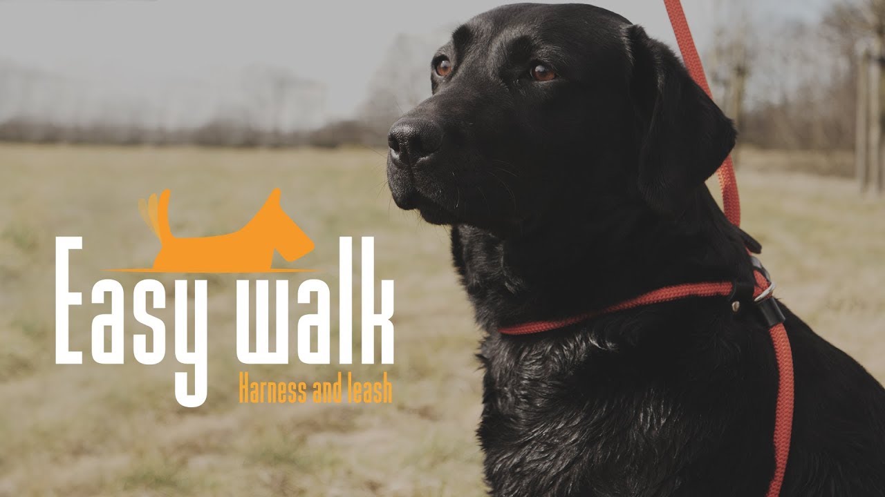 Easy Walk Schoudermodel Zwart - Regular - Afbeelding 3