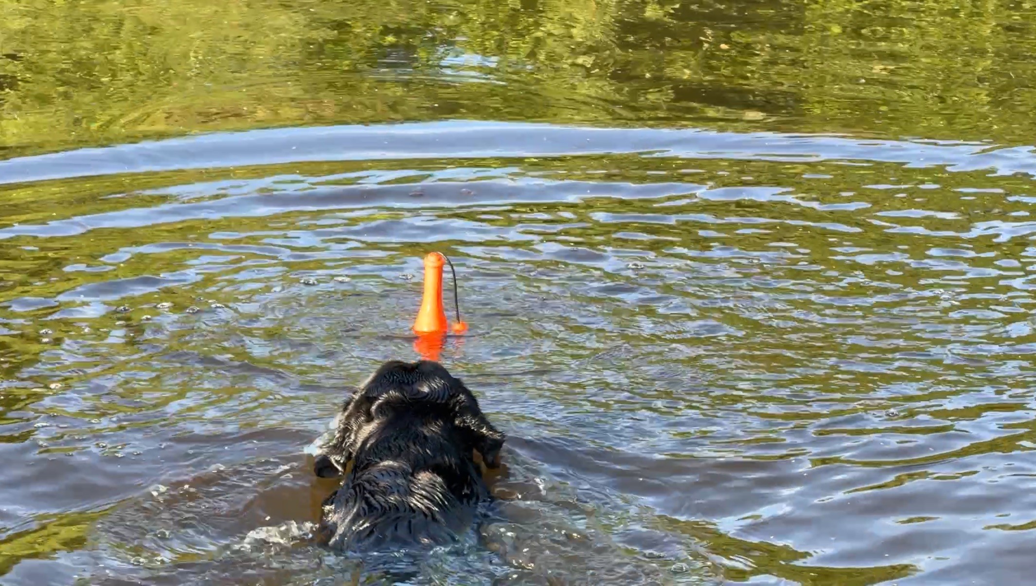 Dog Comets Bobber Oranje - Afbeelding 4