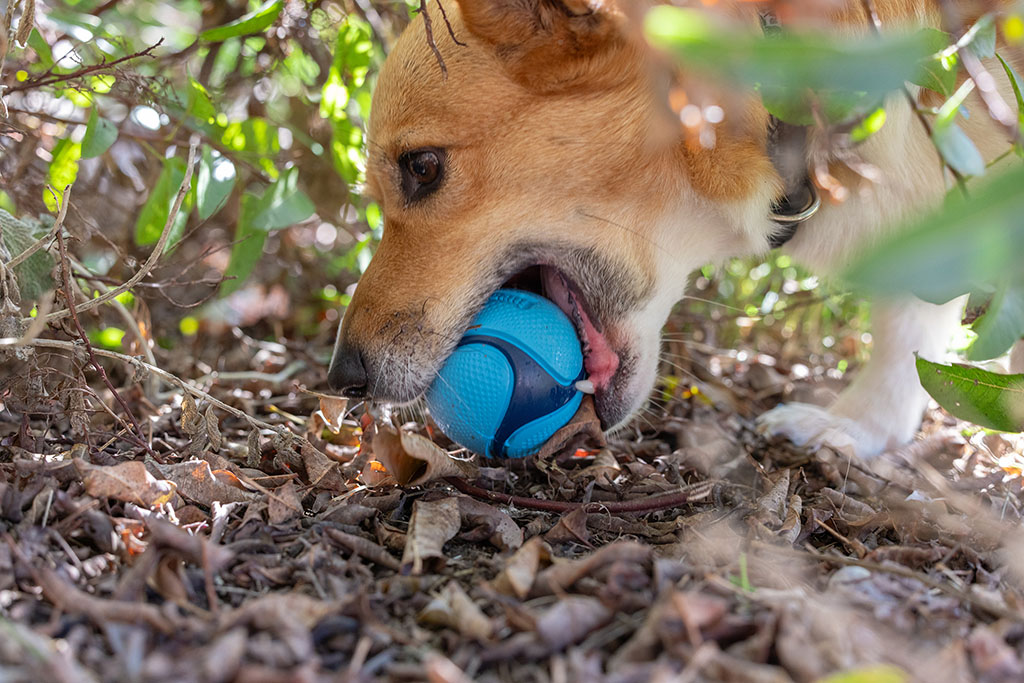 Chuckit! Sniff Fetch Ball Bacon & Peanut Butter M 4-pack - Afbeelding 3
