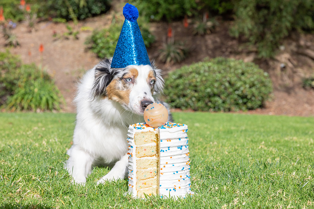 Chuckit! Birthday Fetch Ball M - Afbeelding 2