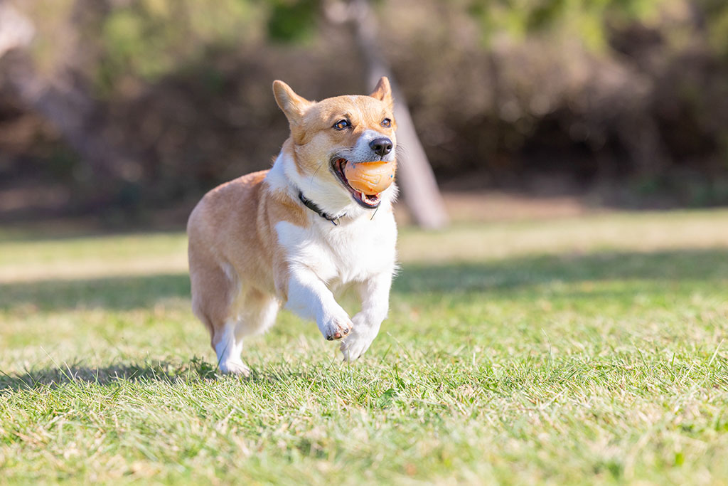 Chuckit! Birthday Fetch Ball M - Afbeelding 4