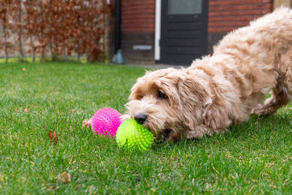 Dog Comets Exoplanet Egelbal L Roze - Afbeelding 5