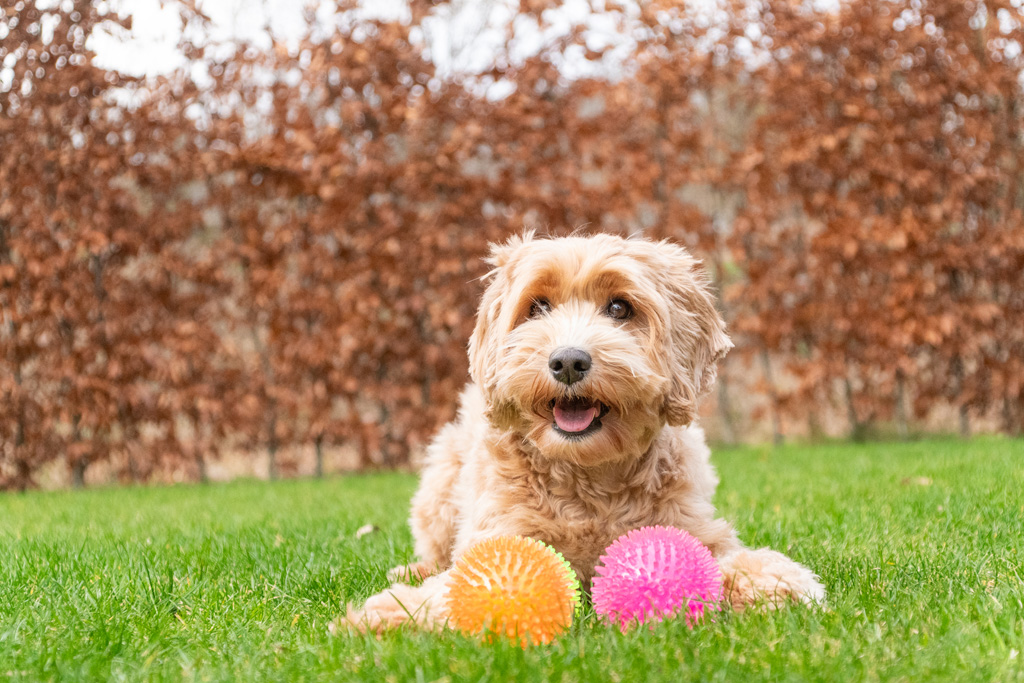 Dog Comets Exoplanet Egelbal L Roze - Afbeelding 6