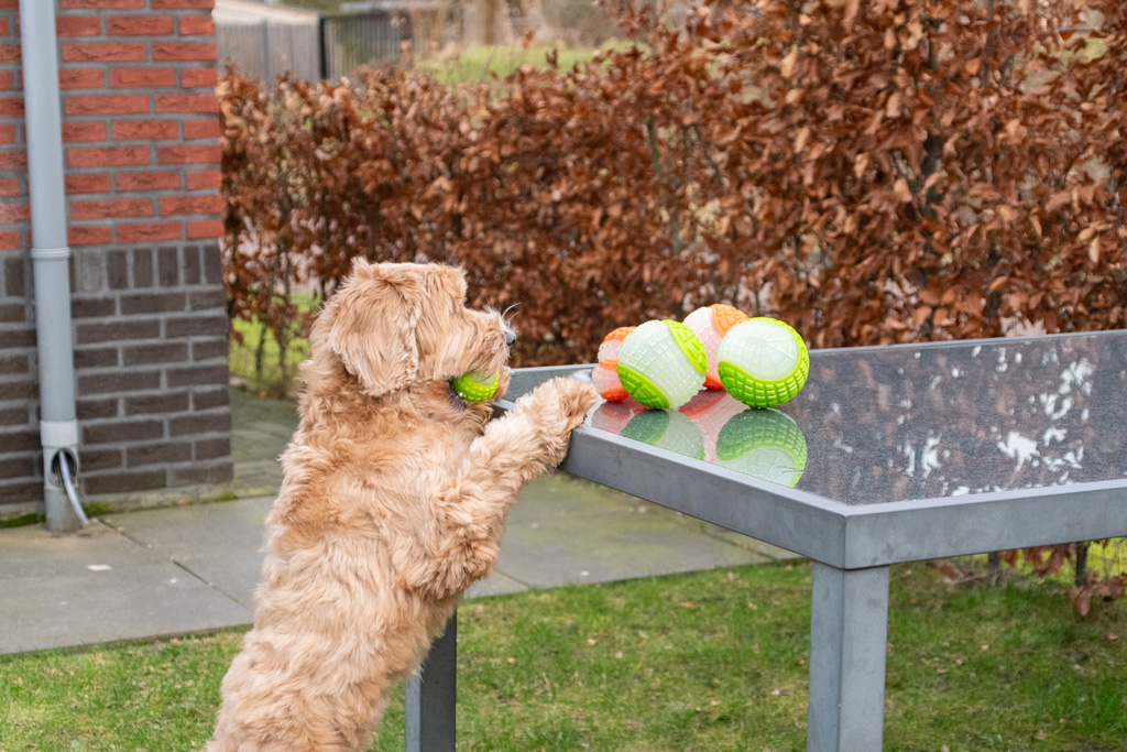 Dog Comets Glow In The Dark Moon Bal M Oranje - Afbeelding 6
