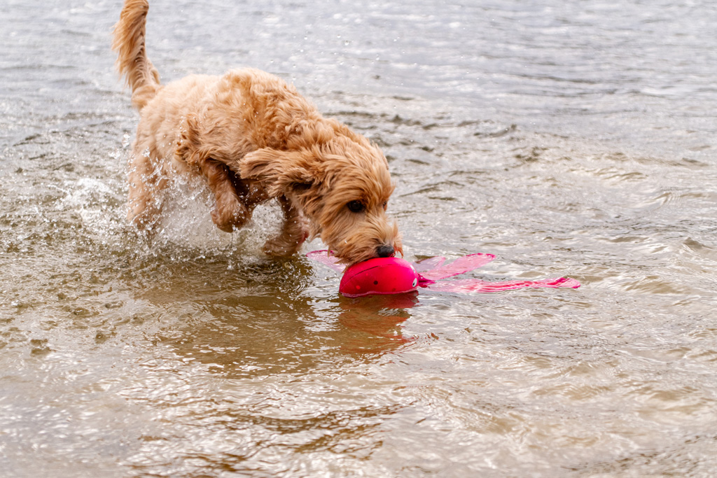 Dog Comets Alien Octo M Roze - Afbeelding 3