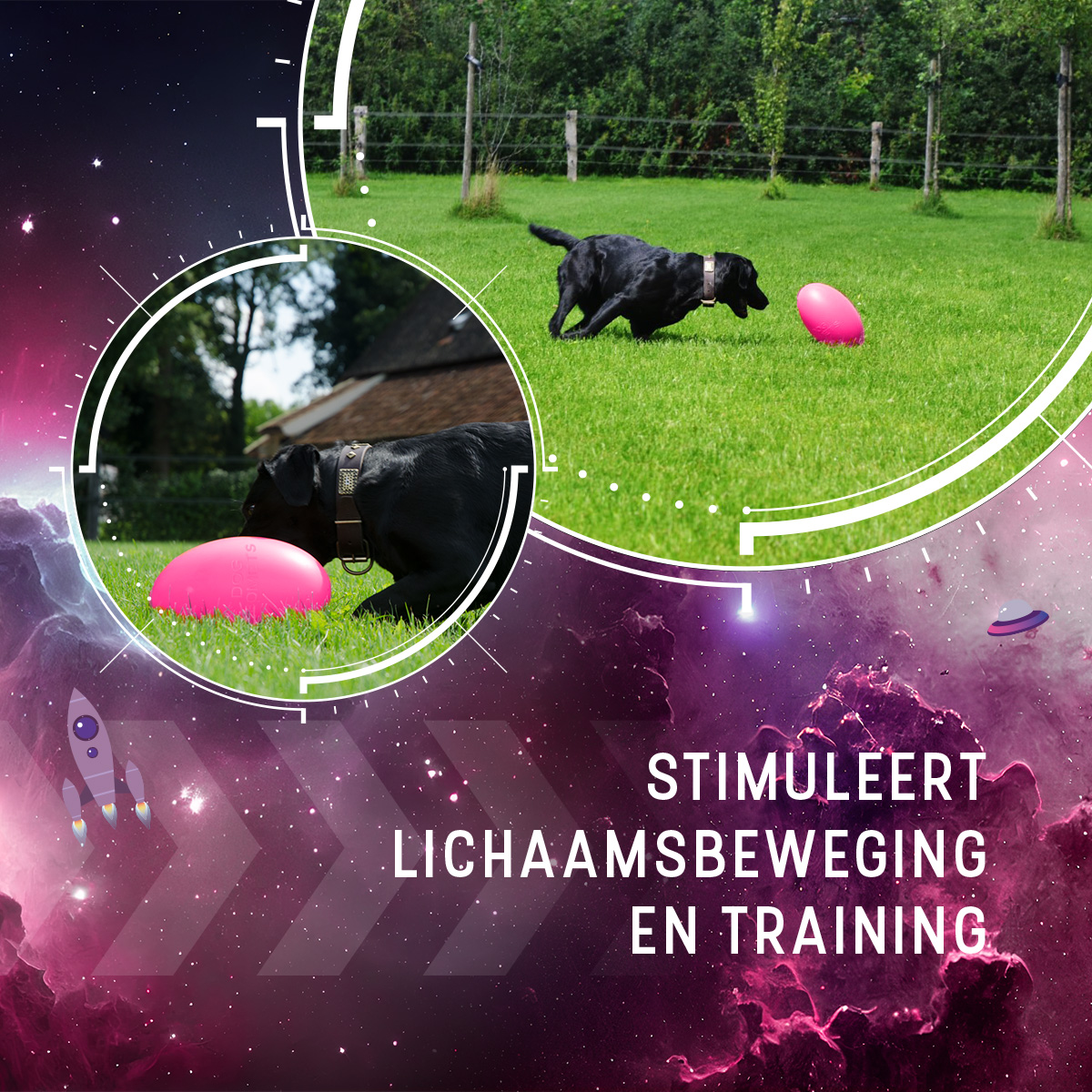 Dog Comets Pan-Stars Roze M - Afbeelding 5