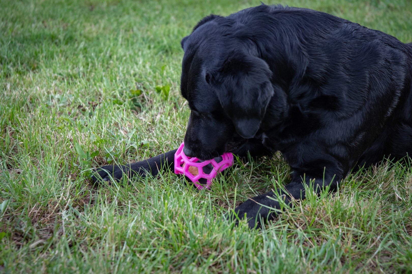Dog Comets Moonstone Traktatiekubus Roze - Afbeelding 4