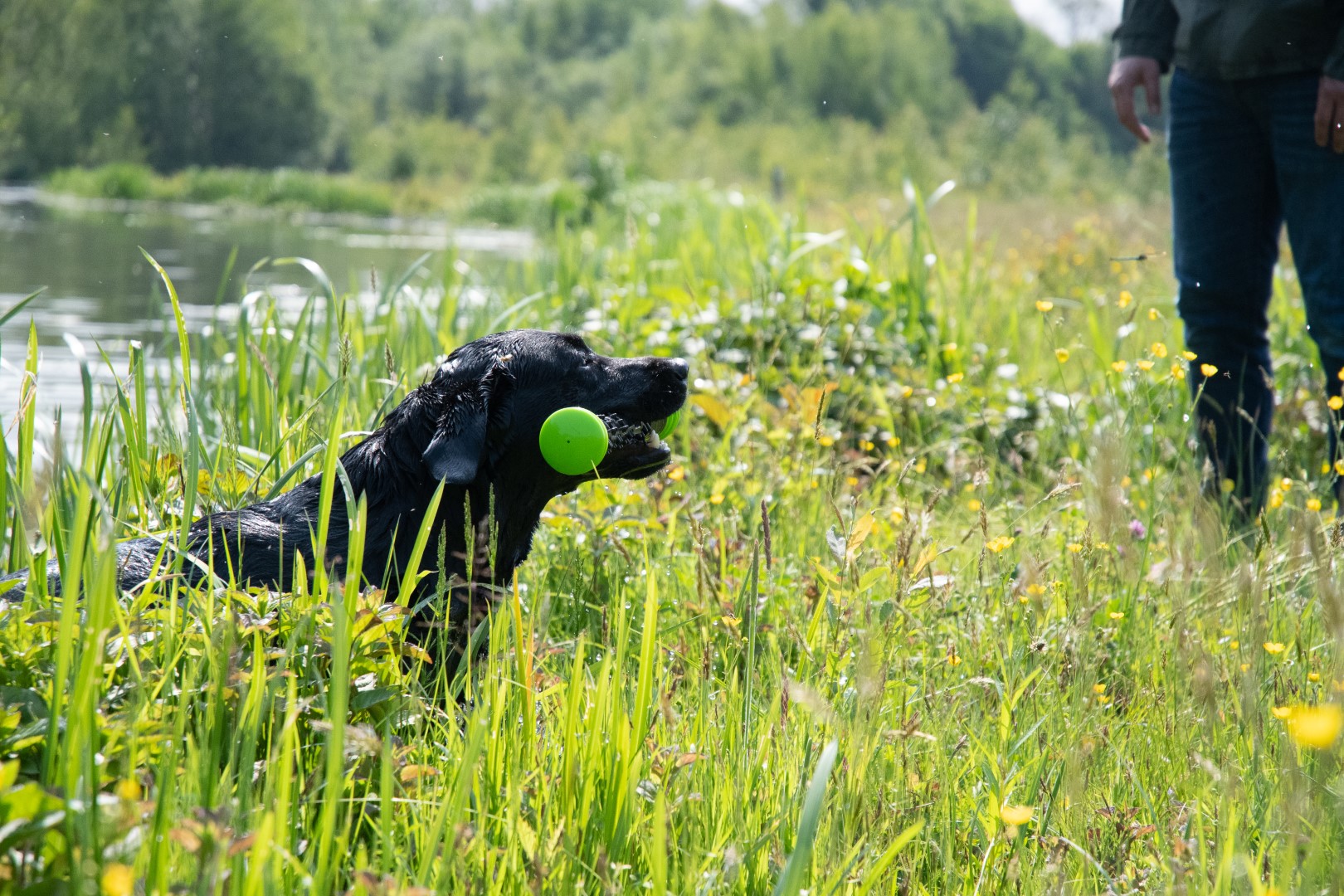 Dog Comets Meteor Werpstok Groen L - Afbeelding 4