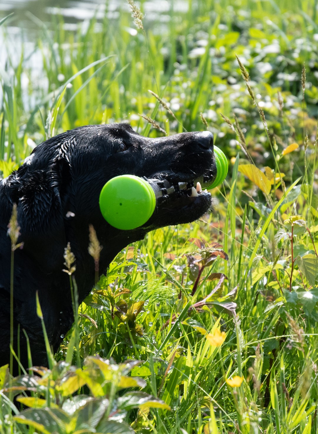 Dog Comets Meteor Werpstok Groen L - Afbeelding 3