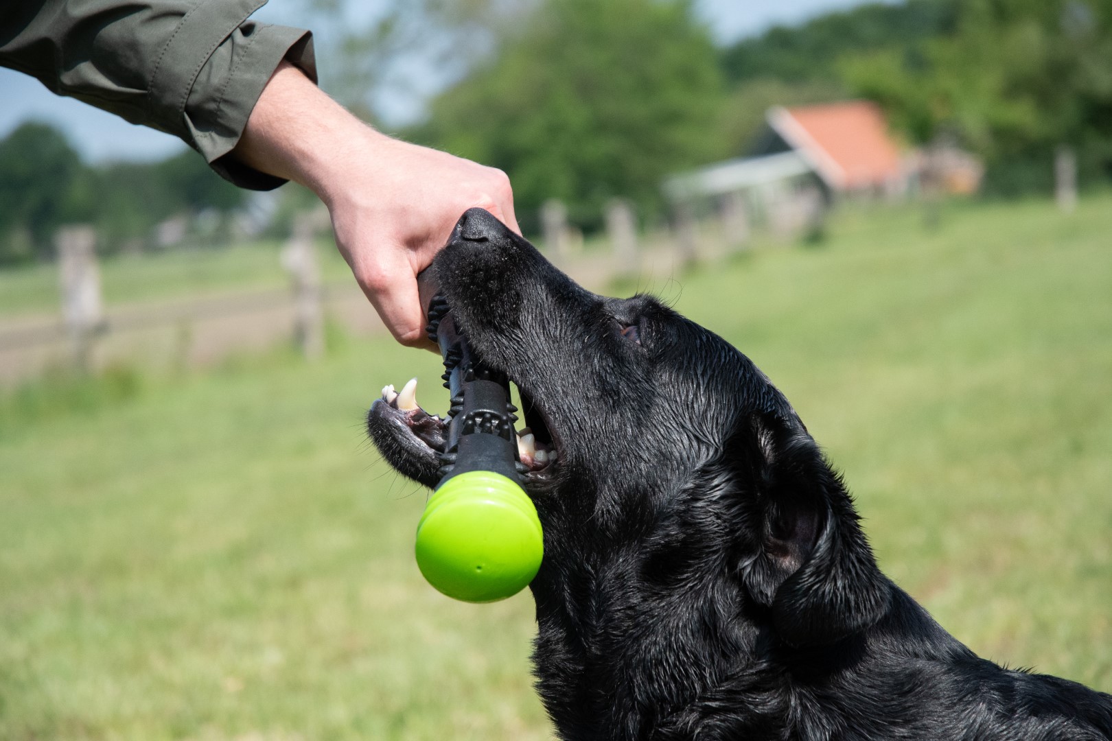 Dog Comets Meteor Werpstok Groen L - Afbeelding 5