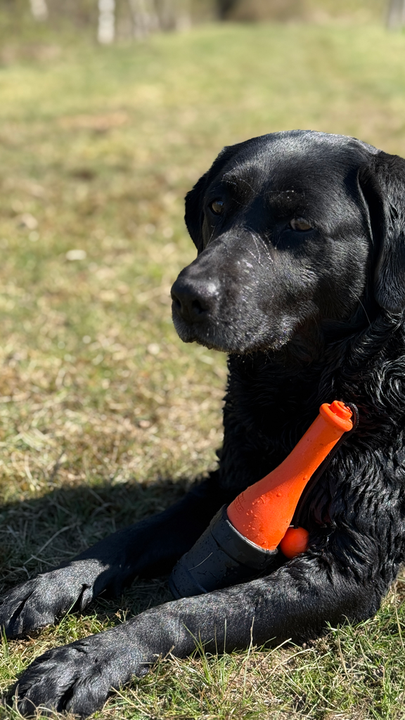 Dog Comets Bobber Oranje - Afbeelding 5
