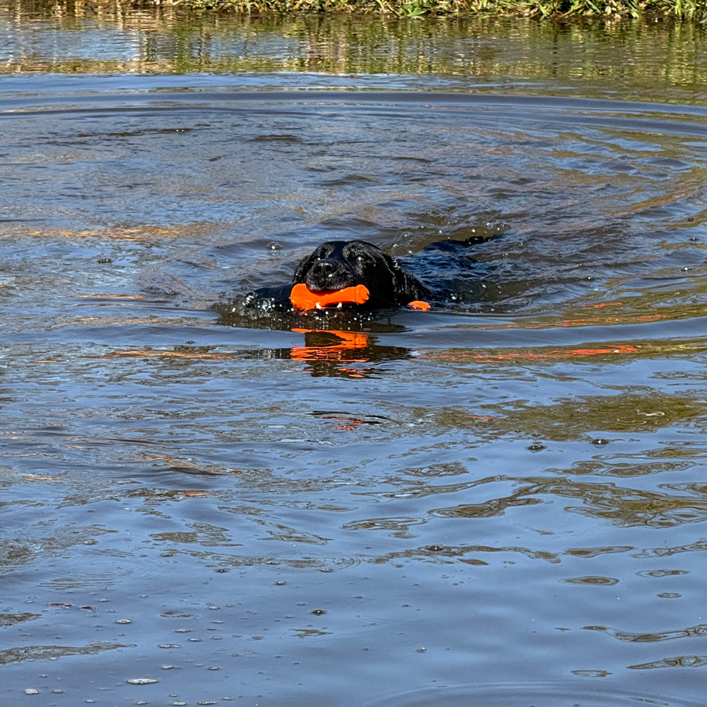 Dog Comets Bobber Oranje - Afbeelding 6