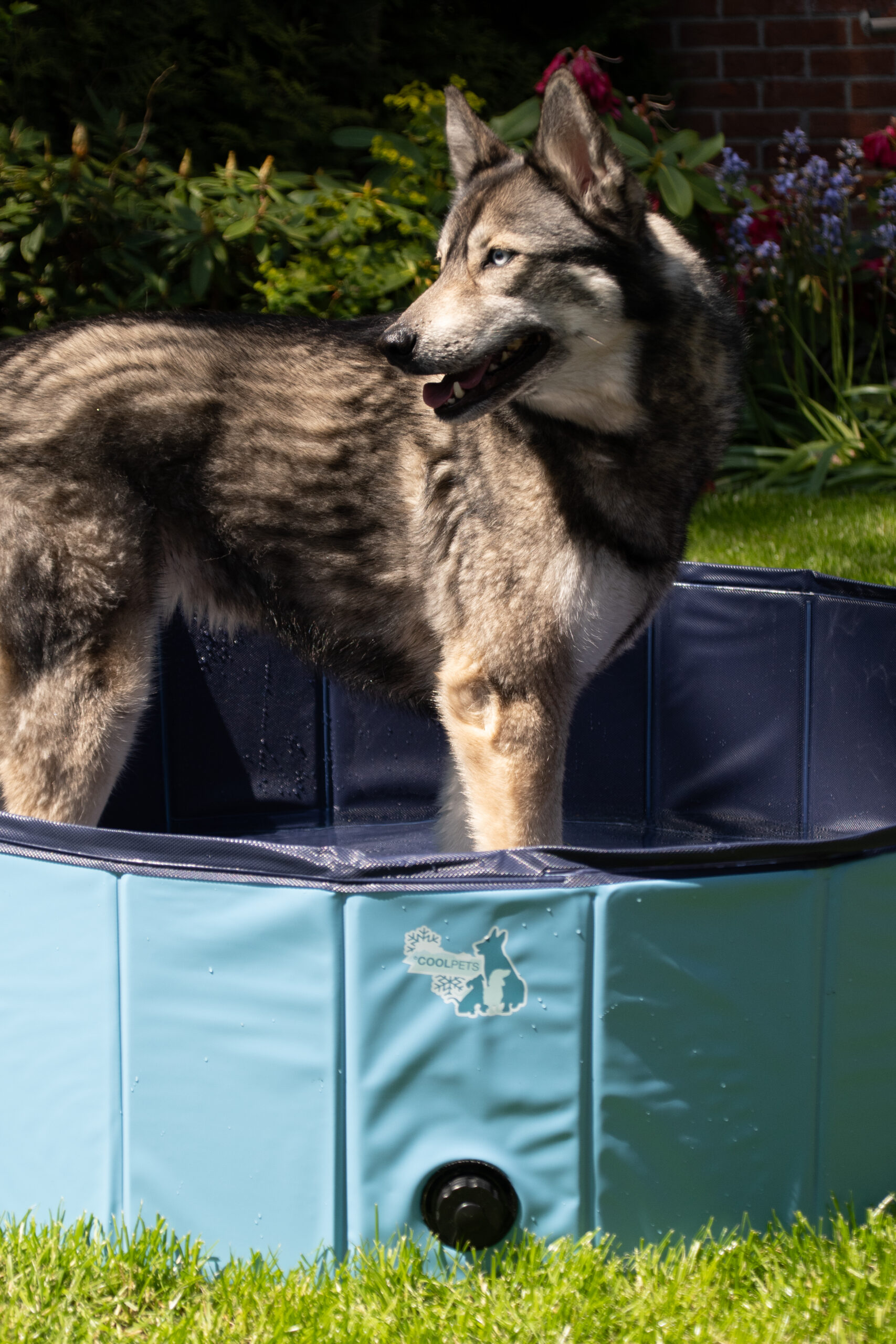 CoolPets Splash Dog Pool ø 80 x 20 cm - Afbeelding 4