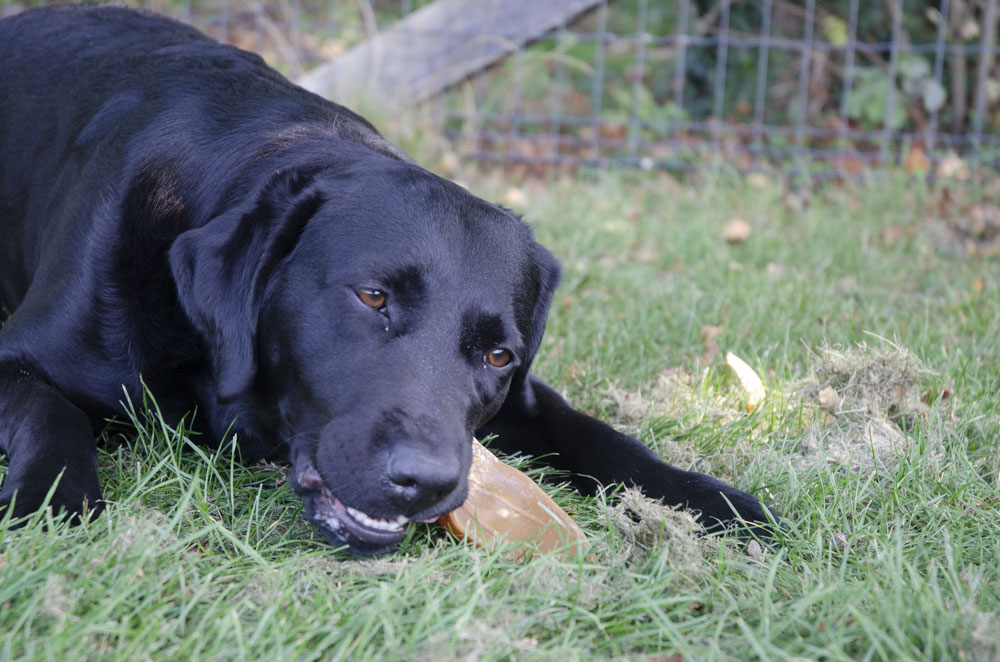 Dental Ears Small 48 st. - Afbeelding 2