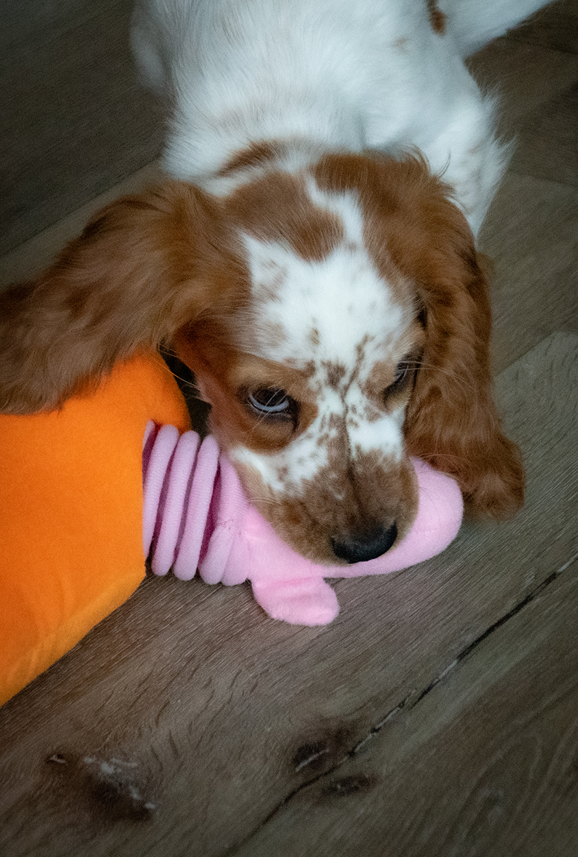 Double Wobble Carrot Conejos - Afbeelding 3