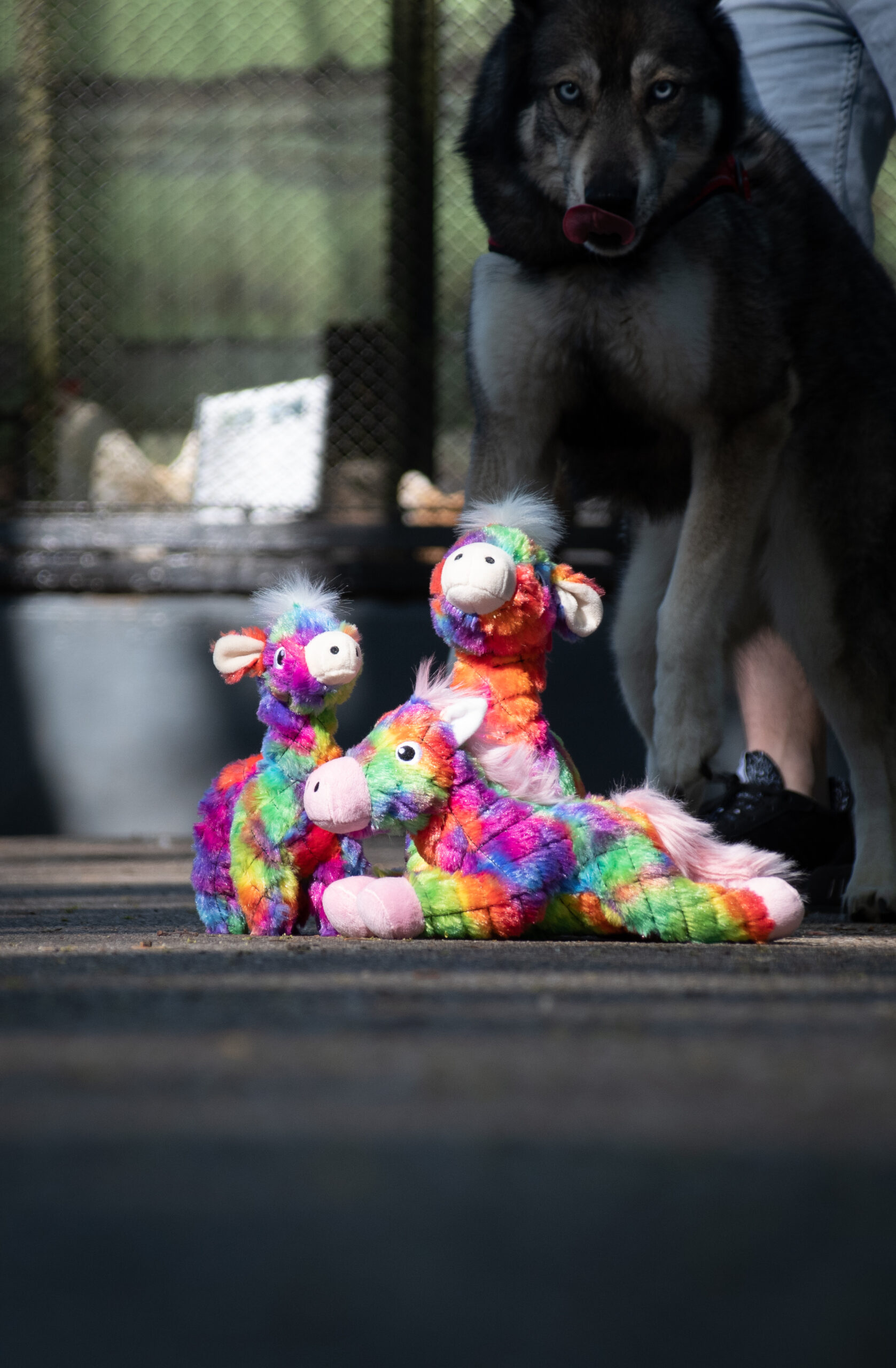 FantaZoo Alpaca - L - Afbeelding 3