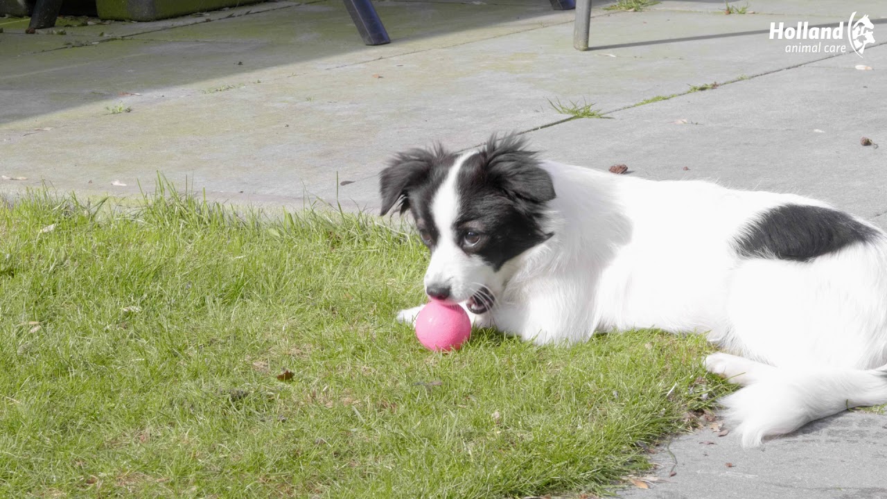 Dog Comets Stardust Oranje S - Afbeelding 4