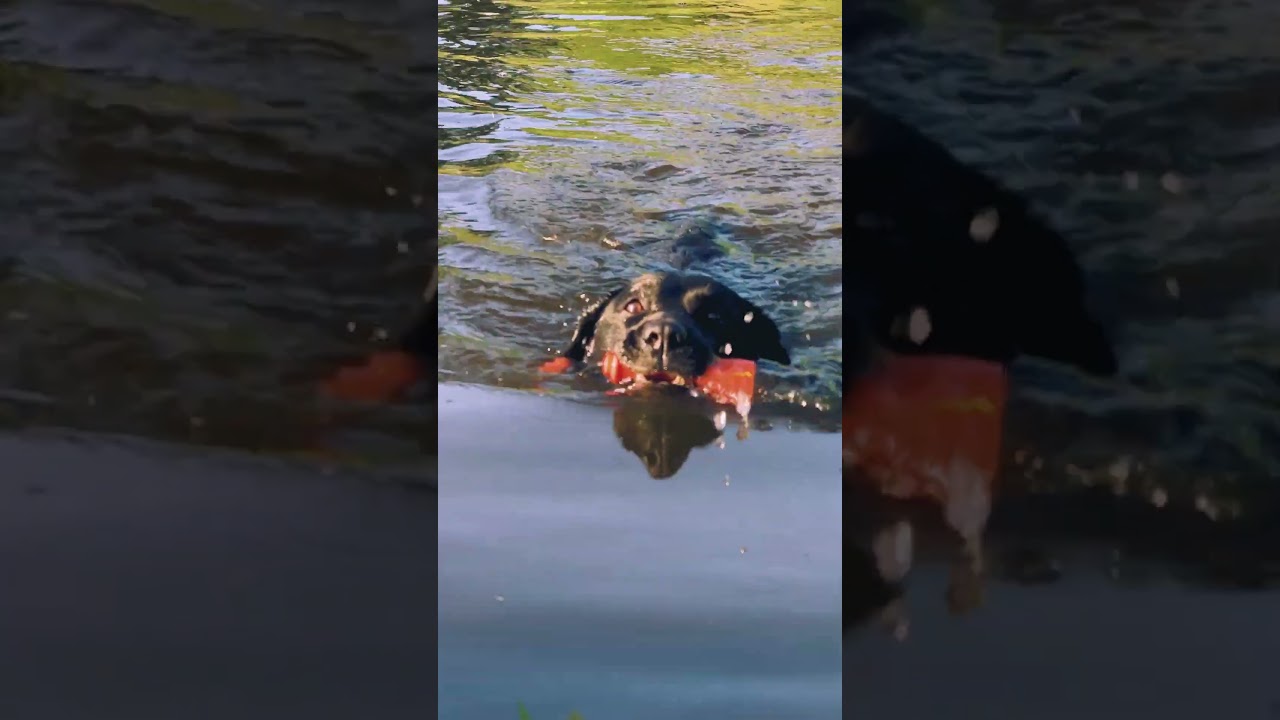 Dog Comets Bobber Oranje - Afbeelding 2