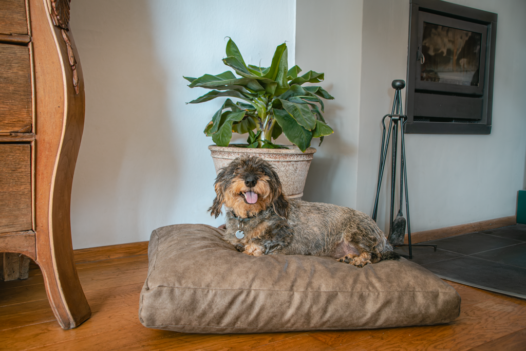 Let's Sleep Plush Pillow Hondenkussen M Cognac - Afbeelding 2