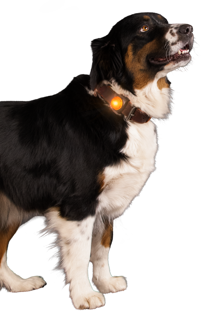 Nightwalk Safety Light Oranje - Afbeelding 3