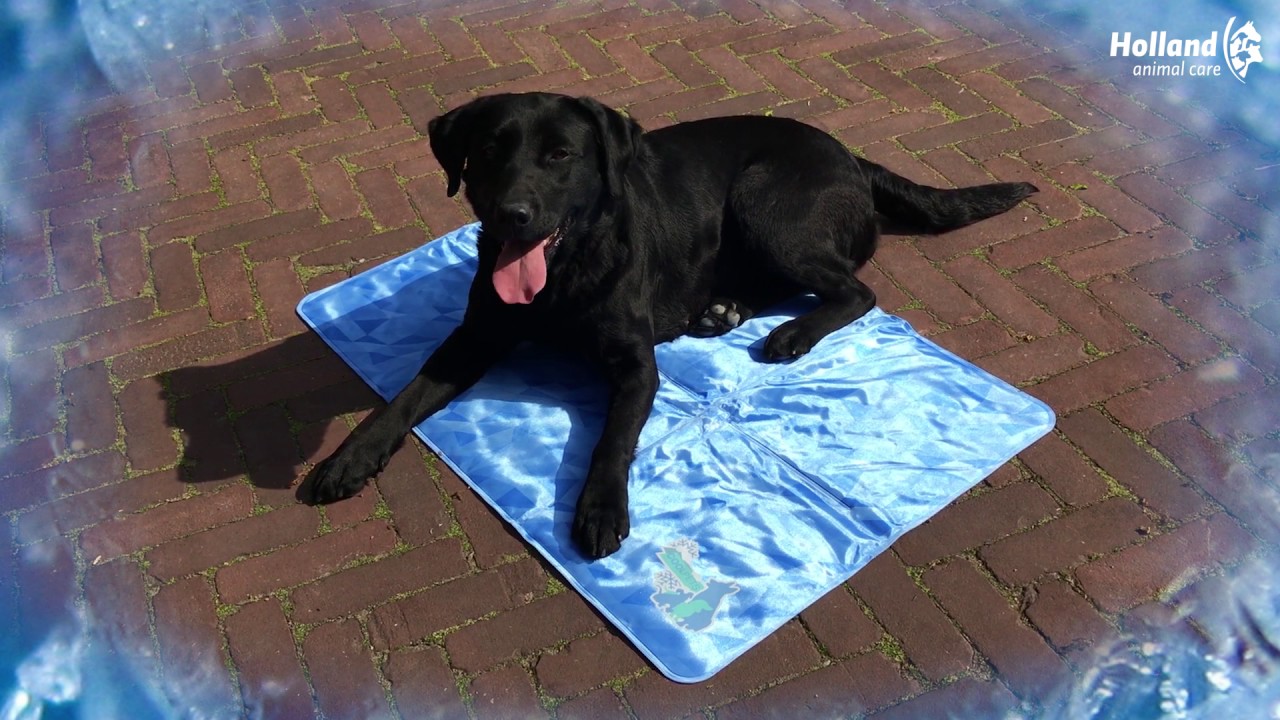 CoolPets Dog Mat 24/7 Anti-Slip Cover S - Afbeelding 4