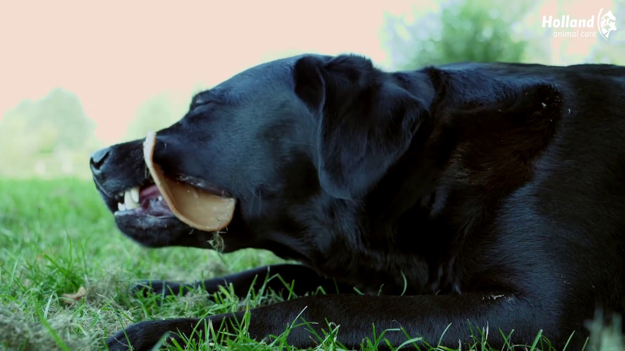 Dental Ears Small 48 st. - Afbeelding 5