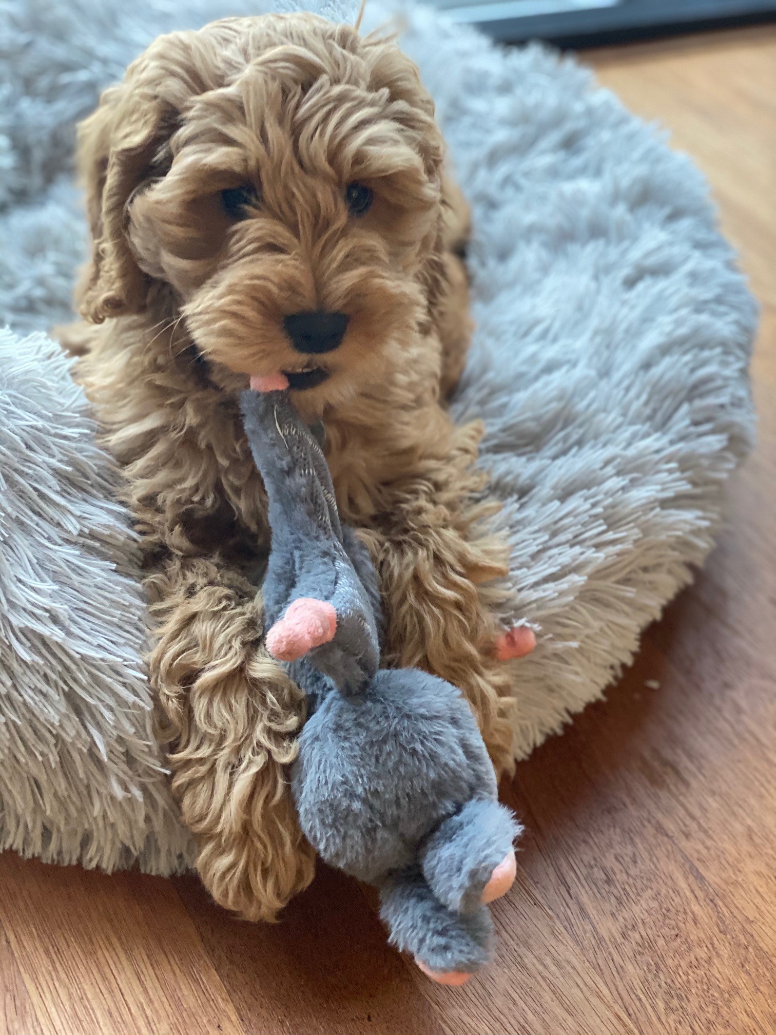 Deluxe Puppy Pakket - Afbeelding 10